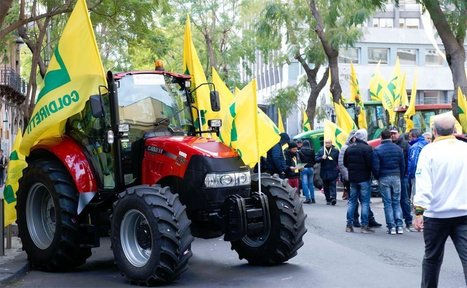 Thousands of Jobs Lost in Italian Olive Oil Sector, Farmers Group Warns | OLIVE NEWS | Scoop.it
