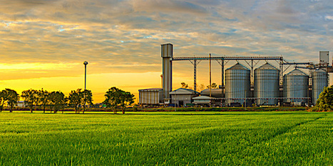 Le bl&eacute; francais de retour dans un march&eacute; des c&eacute;r&eacute;ales tr&egrave;s concurrentiel - Wikiagri.fr | CIHEAM Press Review | Scoop.it
