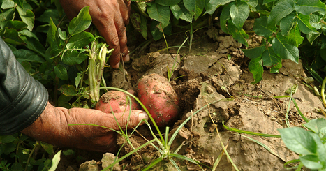 Le nouveau rapport du Giec, une forme de plébiscite pour l'agroécologie | Vers la transition des territoires ! | Scoop.it
