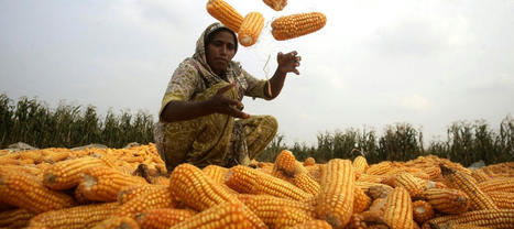 The role of WOMEN in agriculture: challenges and opportunities | MED-Amin network | Scoop.it