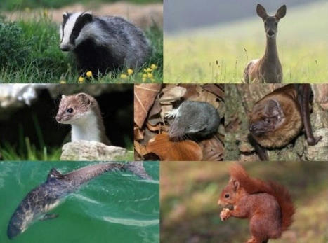 Surmulot, loir gris... Ces mammifères sont menacés de disparaître en Seine-Maritime - 76actu | Biodiversité | Scoop.it