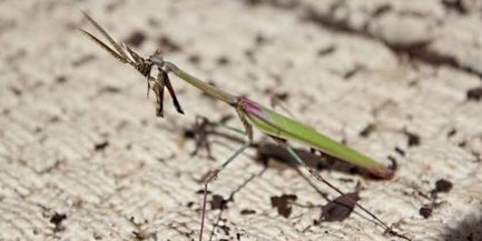 Les insectes que l'on rencontre à Castries : la mante religieuse | Variétés entomologiques | Scoop.it