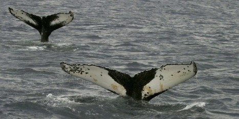Etranges échouages de baleines en Floride et en Ecosse | Toxique, soyons vigilant ! | Scoop.it