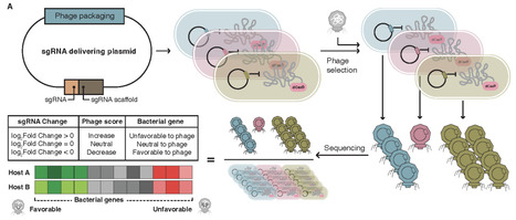 Systematic genome-wide discovery of host factors governing bacteriophage infectivity | Brvt | RMH | Scoop.it