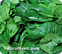 Spinach influences gene expression to cut colon cancer risk in half | Longevity science | Scoop.it