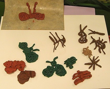 Insectes en p&acirc;te &agrave; modeler | Vari&eacute;t&eacute;s entomologiques | Scoop.it