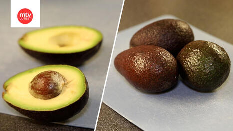 Kyps&auml;n avokadon tunnistaminen kaupassa | Makuja | MTV Uutiset | 1Uutiset - Lukemisen t&auml;hden | Scoop.it