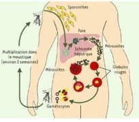 Désinformation sanitaire : une très mauvaise propagande contre l’immigration ! | EntomoScience | Scoop.it