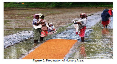 KERALA, INDIA: Sarvathobhadram-Organic Initiative: Cooperative Model for Resilient Agriculture by Adopting System of Rice Intensification | SRI Global News ++ March - May 2025    System of Rice Intensification (SRI) | Scoop.it