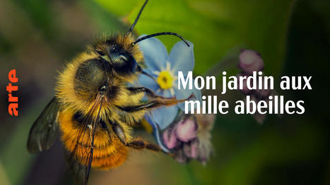 Mon jardin aux mille abeilles | Les Colocs du jardin | Scoop.it