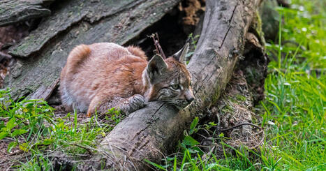 Accus&eacute;e d'avoir tu&eacute; un jeune lynx &agrave; coups de pelles, une Alsacienne jug&eacute;e &agrave; Strasbourg - ICI | Biodiversit&eacute; - @ZEHUB on Twitter | Scoop.it