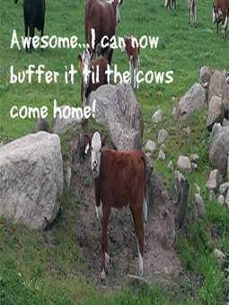 Be Awesome And Buffer Your Shares Til The Cows Come Home | Latest Social Media News | Scoop.it