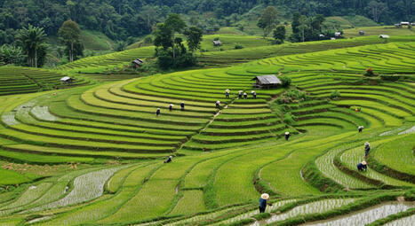 MALAYSIA: What Sarawak’s Rice Farmers Know About Survival | SRI Global News ++ March - May 2025    System of Rice Intensification (SRI) | Scoop.it