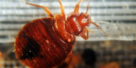 Le gouvernement lance un plan de lutte contre les punaises de lit | Variétés entomologiques | Scoop.it