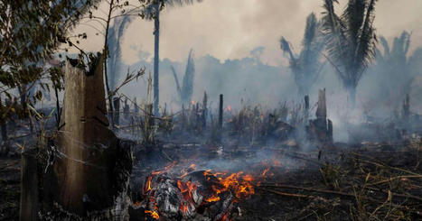  Au Brésil, la déforestation de l’Amazonie réduite de moitié en 2023 - Courrier International | Biodiversité | Scoop.it