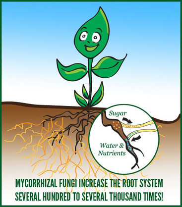 Mycorrhizae fungi and the Living Soil System | The Best Gardening | Plant-Microbe Symbiosis | Scoop.it