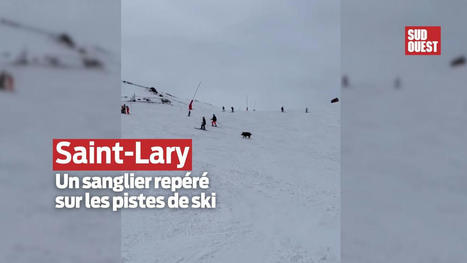 Insolite : un sanglier traverse la piste de ski à Saint-Lary | Vallées d'Aure & Louron - Pyrénées | Scoop.it