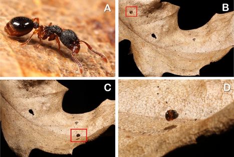 « Roulade de fourmi » : baisser la tête, porter les antennes en arrière et se dresser sur ses pattes, essayer de toucher son derrière avec la tête… et c’est parti | EntomoNews | Scoop.it
