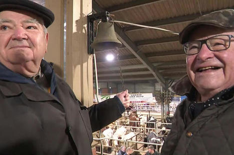 Nord : le march&eacute; aux bestiaux d'Arras est mort, vive le march&eacute; aux bestiaux du Cateau-Cambr&eacute;sis ! | Actualit&eacute; B&eacute;tail | Scoop.it