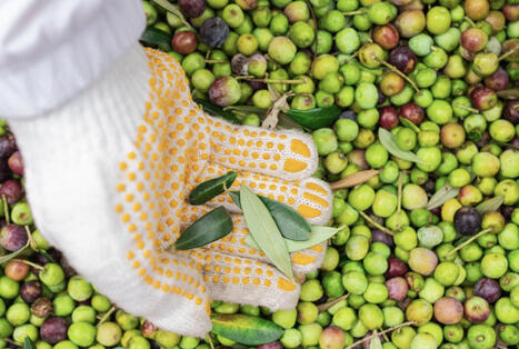 TUNISIE : La fili&egrave;re ol&eacute;icole a g&eacute;n&eacute;r&eacute; 1,25 milliard $ de recettes d&rsquo;exportation au cours des six premiers mois de la campagne de commercialisation 2025/2026 en augmentation de 49,2% | CIHEAM Press Review | Scoop.it