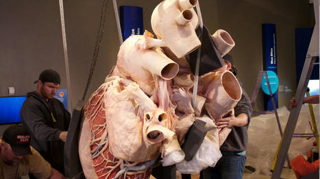 This 600-Pound Preserved Blue Whale Heart Will Last 1,000 Years | Strange Ontario | Scoop.it
