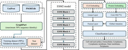 LocPred-Prok: Prokaryotic protein subcellular localization prediction with a dual-branch architecture and protein language model | jmb | RMH | Scoop.it