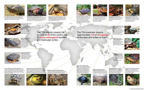 Turtles in Trouble - 2018 - Turtle Survival Alliance (TSA) | Biodiversité | Scoop.it