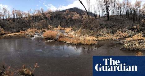 'A moment of complete despair': last population of Macquarie perch all but wiped out in NSW river carnage | Environment | The Guardian | Stage 5 Environmental Change: Riverine Environments | Scoop.it