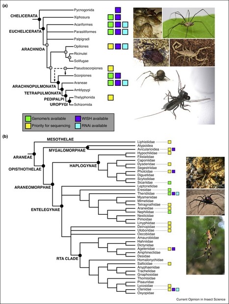 Progrès récents et perspectives en matière de génomique des arachnides / Recent progress and prospects for advancing arachnid genomics | EntomoNews | Scoop.it