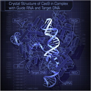 Structures of a CRISPR-Cas9 R-loop complex primed for DNA cleavage | Genetic Engineering Publications - GEG Tech top picks | Scoop.it