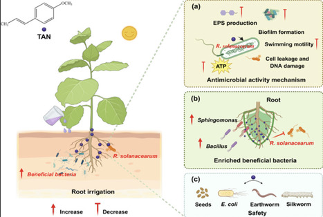 Sustainable Strategy of Natural trans-Anethole in Controlling Bacterial Wilt: Virulence Suppression and Beneficial Microbiome Enrichment | acs | RMH | Scoop.it
