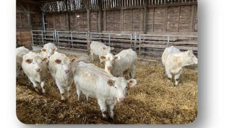 L'impact des régimes à base d’herbe sur la viande bovine à l'étude | Actualité Bétail | Scoop.it