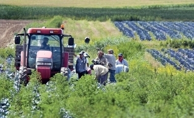 Budget f&eacute;d&eacute;ral - Les agriculteurs craignent une r&eacute;colte difficile | Revue de presse - F&eacute;d&eacute;ration des c&eacute;geps | Scoop.it