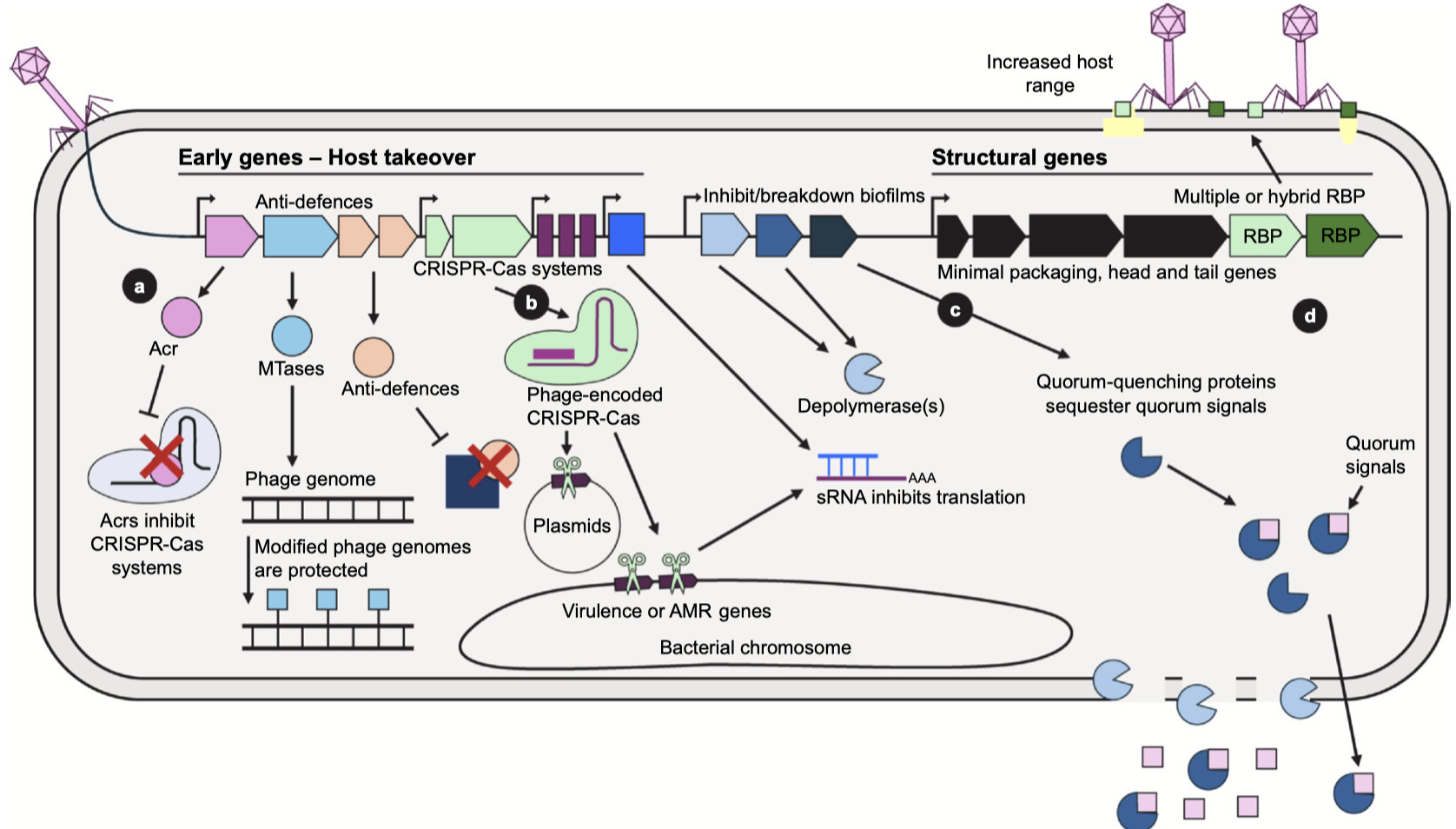 A solution to the postantibiotic era: phages as...