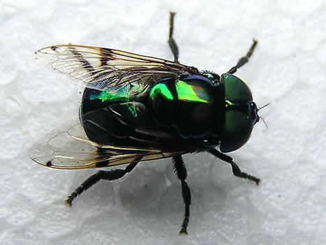 La mouche pr&eacute;f&eacute;r&eacute;e du vendredi : Ornidia obesa | Insect Archive | Scoop.it