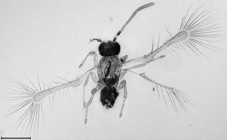 Chez les insectes, le riquiqui Kikiki a pour cousine la f&eacute;e Clochette | EntomoNews | Scoop.it