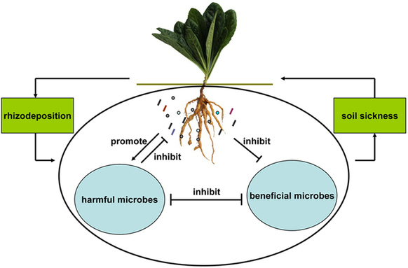 Plant-microbe rhizosphere interactions mediated...