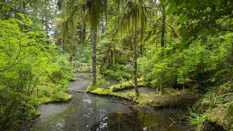 Trump Authorizes Logging In Alaskan National Forest Less Than Two Weeks After Signing Trillion Trees Initiative - Forbes.com | Operation Deimos | Scoop.it
