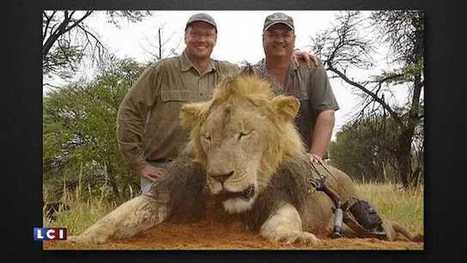 Mort de Cecil le lion : le Zimbabwe r&eacute;clame l'extradition de Walter Palmer | ACTUALIT&Eacute; | Scoop.it