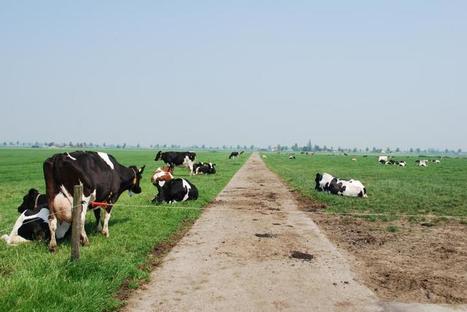 Les Pays-Bas obtiennent leur dérogation à la directive nitrates ! | Elevage et environnement | Scoop.it