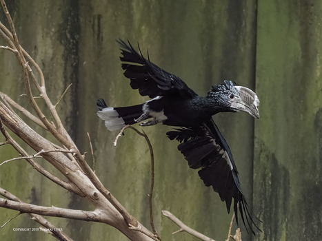 Hornbill Taking Flight | Mirrorless Cameras | Scoop.it