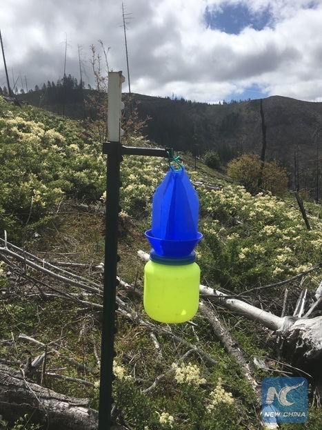 Surprenant : des abeilles sauvages prospèrent après un grave incendie de forêt | EntomoNews | Scoop.it