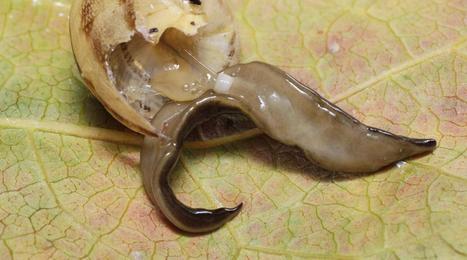 Ce ver tueur menace d'exterminer les escargots en Europe | Toxique, soyons vigilant ! | Scoop.it