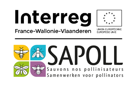 Pollinisateurs sauvages : Lancement du projet Interreg Sapoll dans le Pas-de-Calais | Variétés entomologiques | Scoop.it