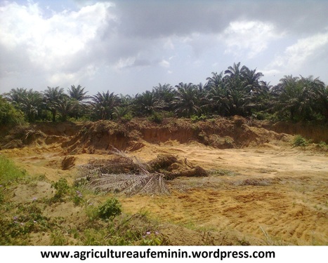 Agriculture et changement climatique au Bénin | décroissance | Scoop.it