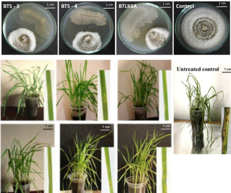 Frontiers: Biological control potential of worrisome wheat blast disease by the seed endophytic bacilli (2024) | Publications from The Sainsbury Laboratory | Scoop.it