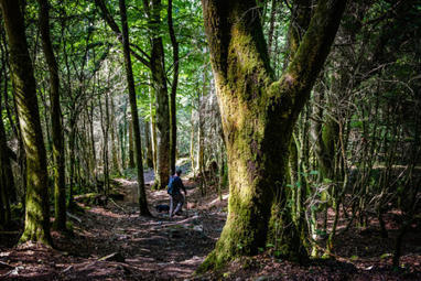 &laquo;&nbsp;Elles seront les derni&egrave;res &agrave; br&ucirc;ler&nbsp;&raquo;&nbsp;: face au chaos climatique, les vieilles for&ecirc;ts r&eacute;sistent | Les Colocs du jardin | Scoop.it