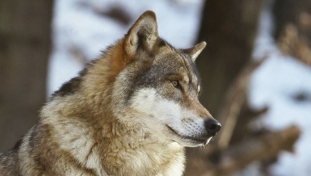 Tir du loup : FNE, Humanité & Biodiversité et la LPO saisissent le Conseil d’État | Biodiversité | Scoop.it