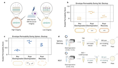 Restoring post-electroporation envelope integrity enables efficient spheroplast transformation of non-model Gram-negative bacteria | brvt | RMH | Scoop.it