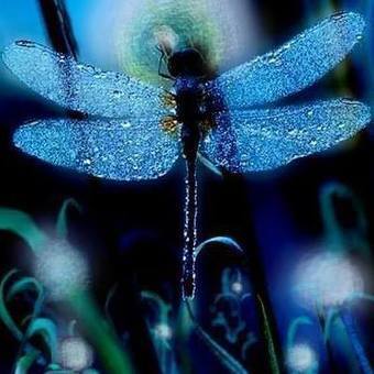 The Year of the Dragonfly: Perspectives from New Shamanism | meditation, spirituality and meaning | Scoop.it